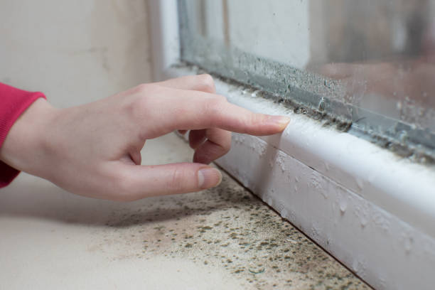 Best Emergency Mold Remediation  in Emmett, ID