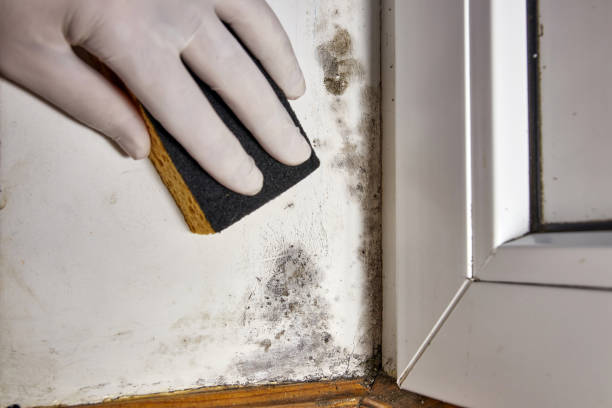 Best Emergency Mold Remediation  in Emmett, ID